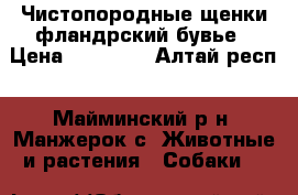Чистопородные щенки фландрский бувье › Цена ­ 15 000 - Алтай респ., Майминский р-н, Манжерок с. Животные и растения » Собаки   
